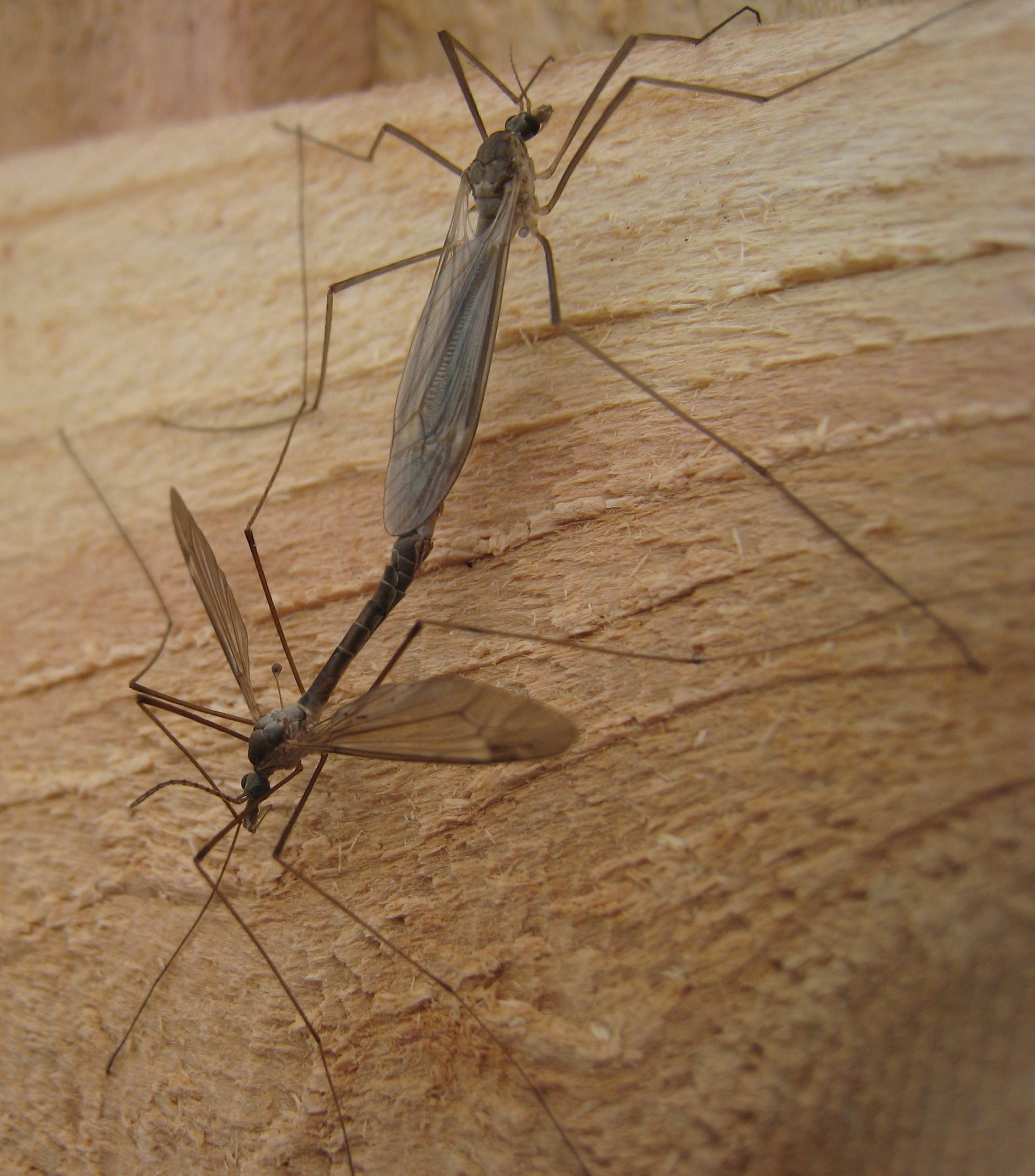 Crane Fly (Tipulidae)