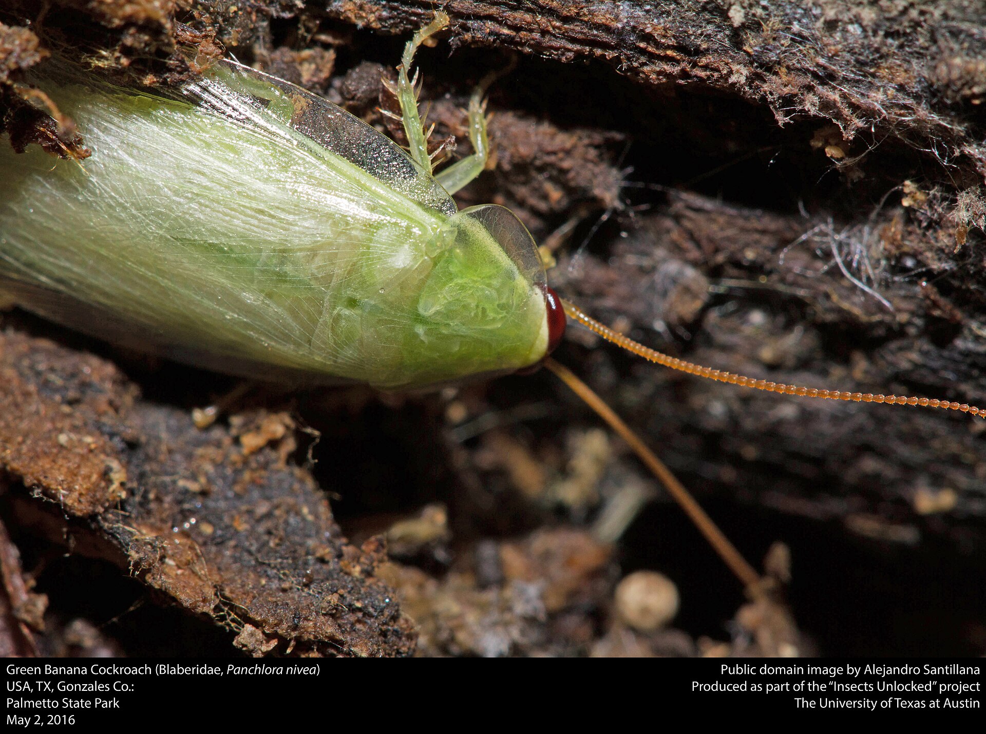 Cuban Cockroach (Panchlora nivea)