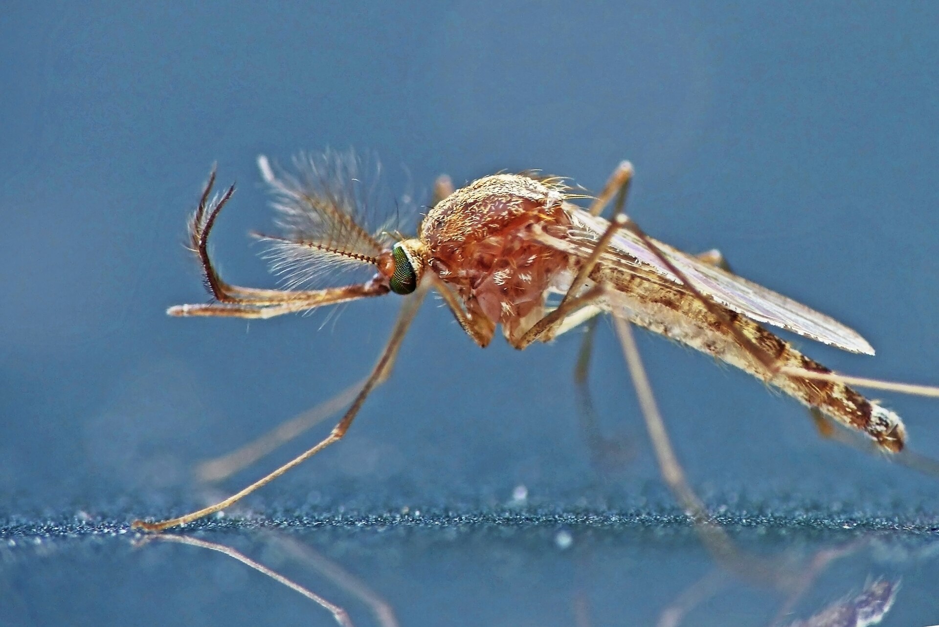 Northern House Mosquito (Culex pipiens)