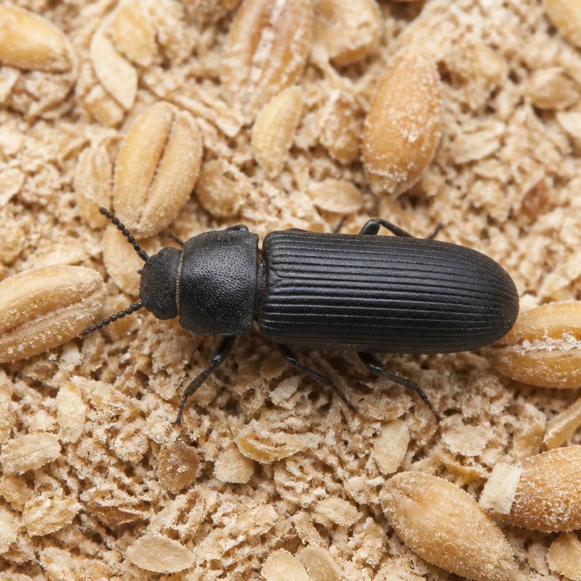 Dark Mealworm (Tenebrio obscurus)
