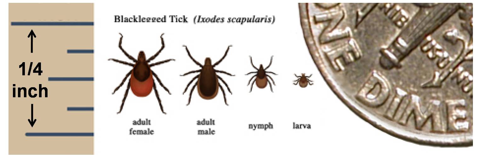 Deer Tick (Black-legged Tick) (Ixodes scapularis)