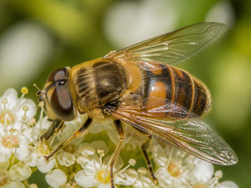 Drone Fly (Rat-tailed Maggot) (Eristalis tenax)
