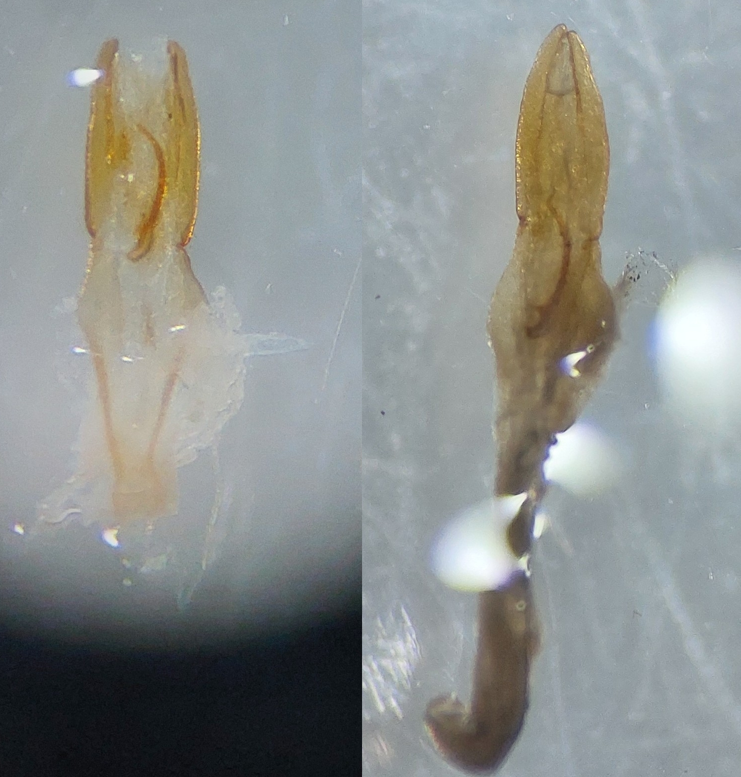 European Earwig (Forficula auricularia)