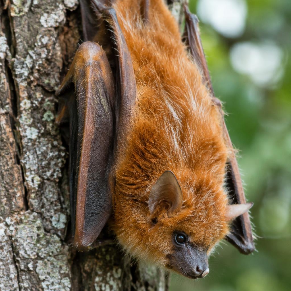 Eastern Red Bat (Lasiurus borealis)