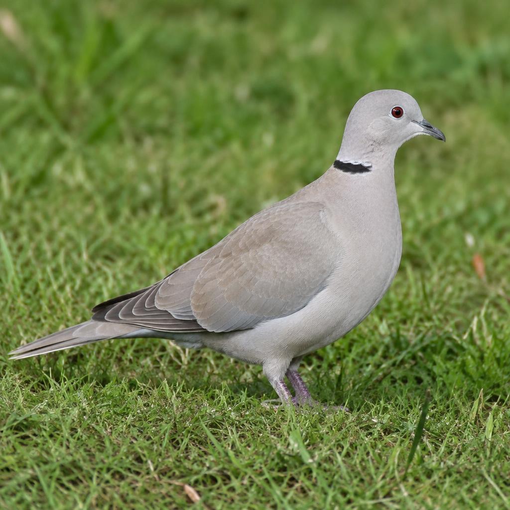 Eurasian Collared-Dove (Streptopelia decaocto)