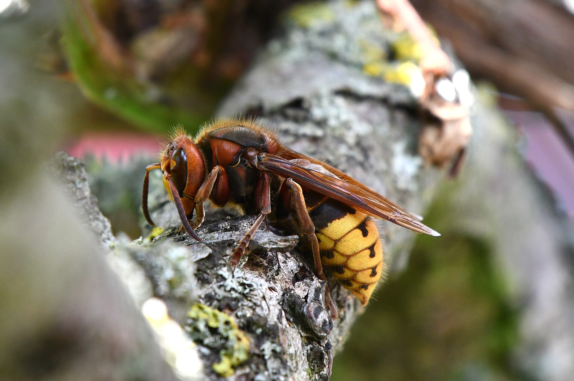 European Hornet (Vespa crabro)