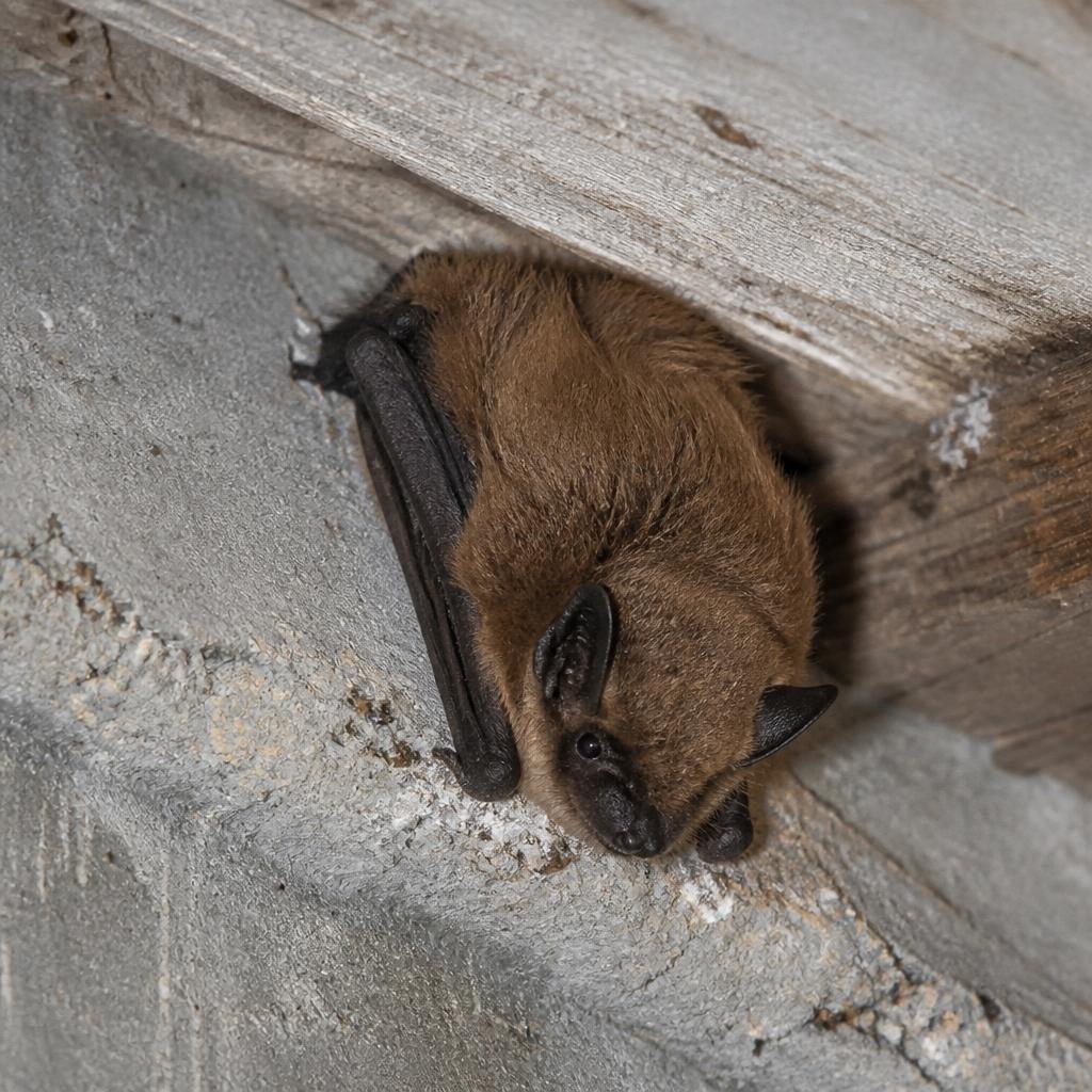 Evening Bat (Nycticeius humeralis)