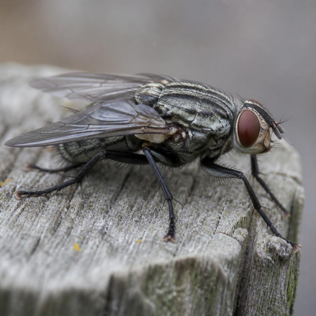 Face Fly (Musca autumnalis)