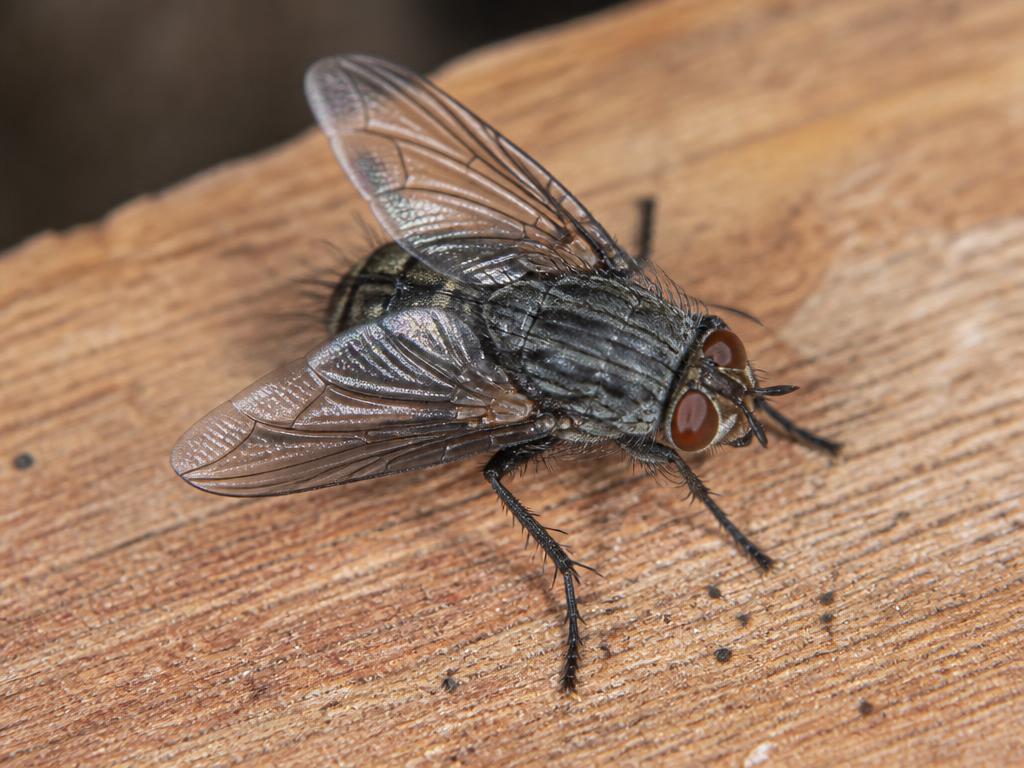 False Stable Fly (Muscina stabulans)