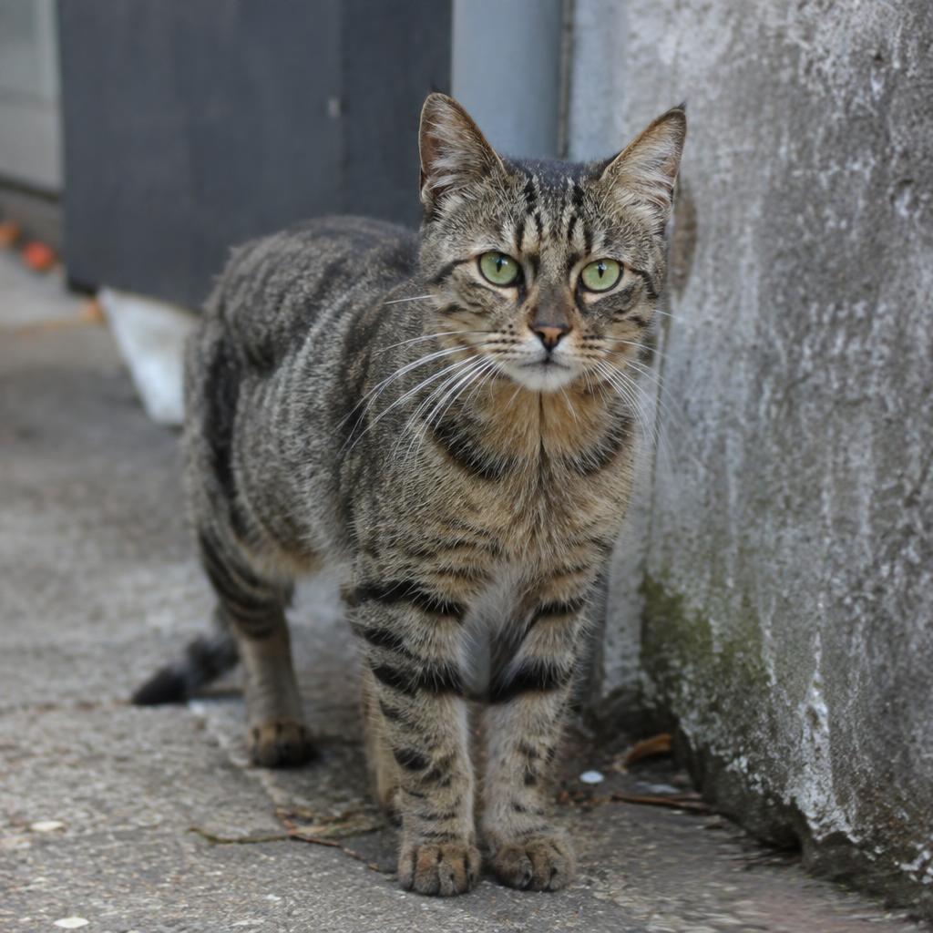 Feral Cat (Felis catus)