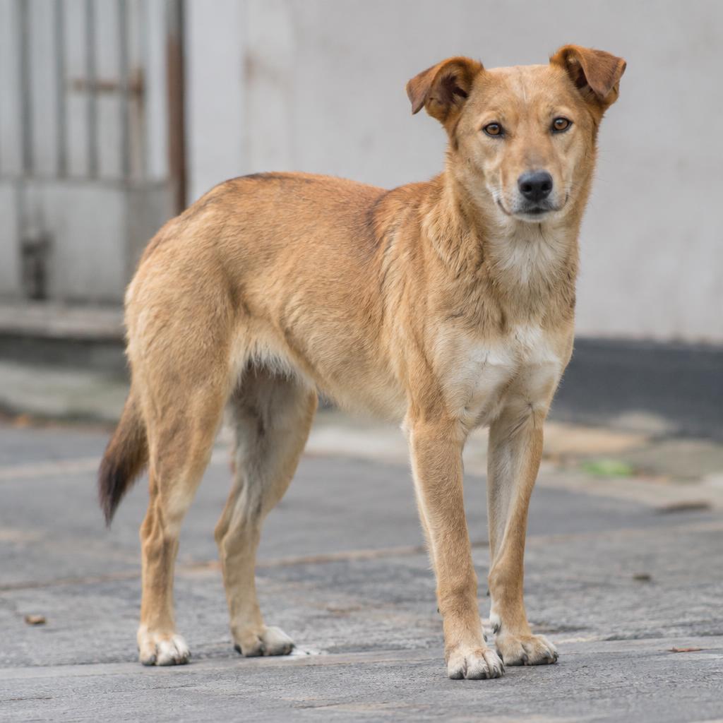 Feral Dog (Canis lupus familiaris)