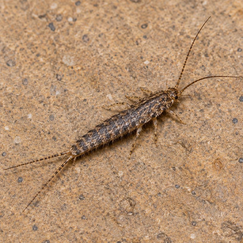 Firebrat (Thermobia domestica)