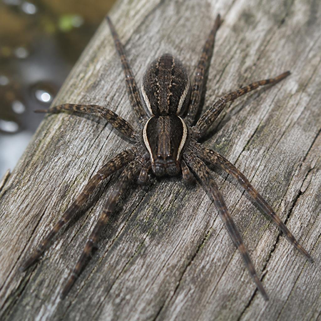 Dark Fishing Spider (Dolomedes tenebrosus)