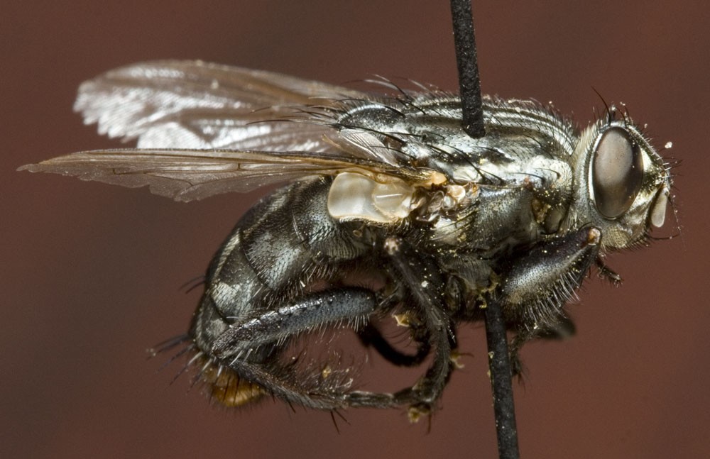 Flesh Fly (Sarcophaga bullata)
