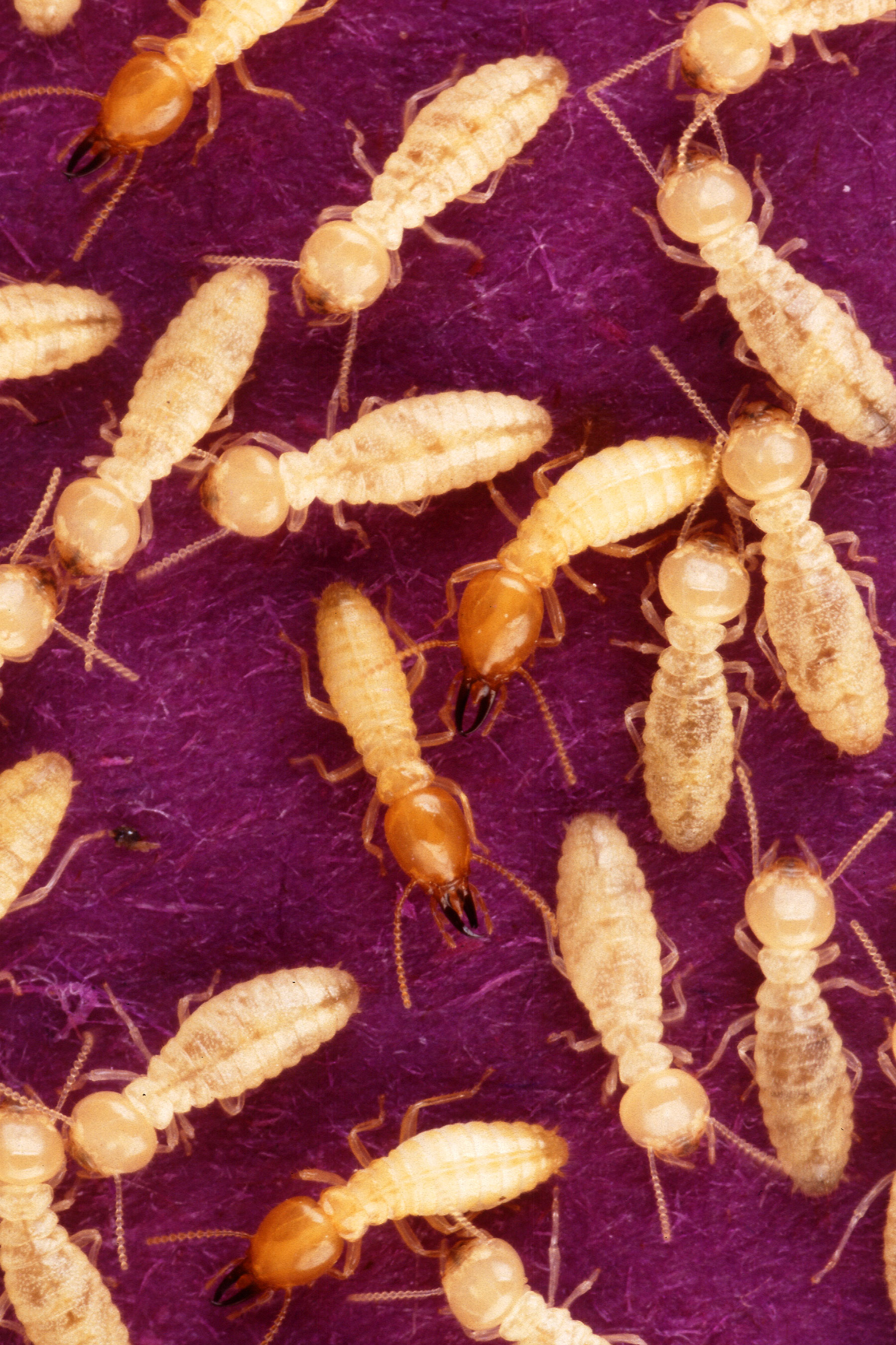 Formosan Subterranean Termite (Coptotermes formosanus)