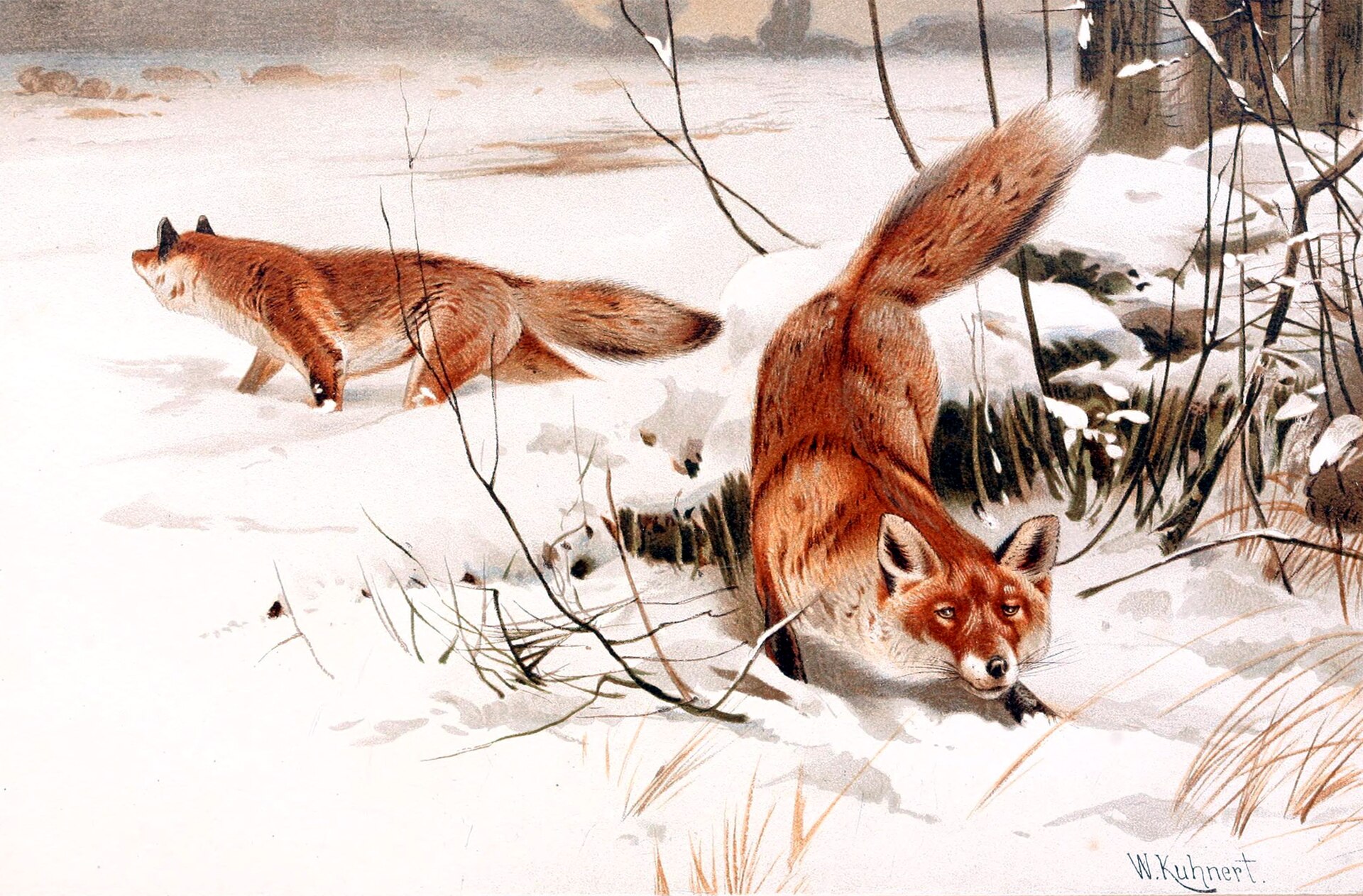 Red Fox (Vulpes vulpes)