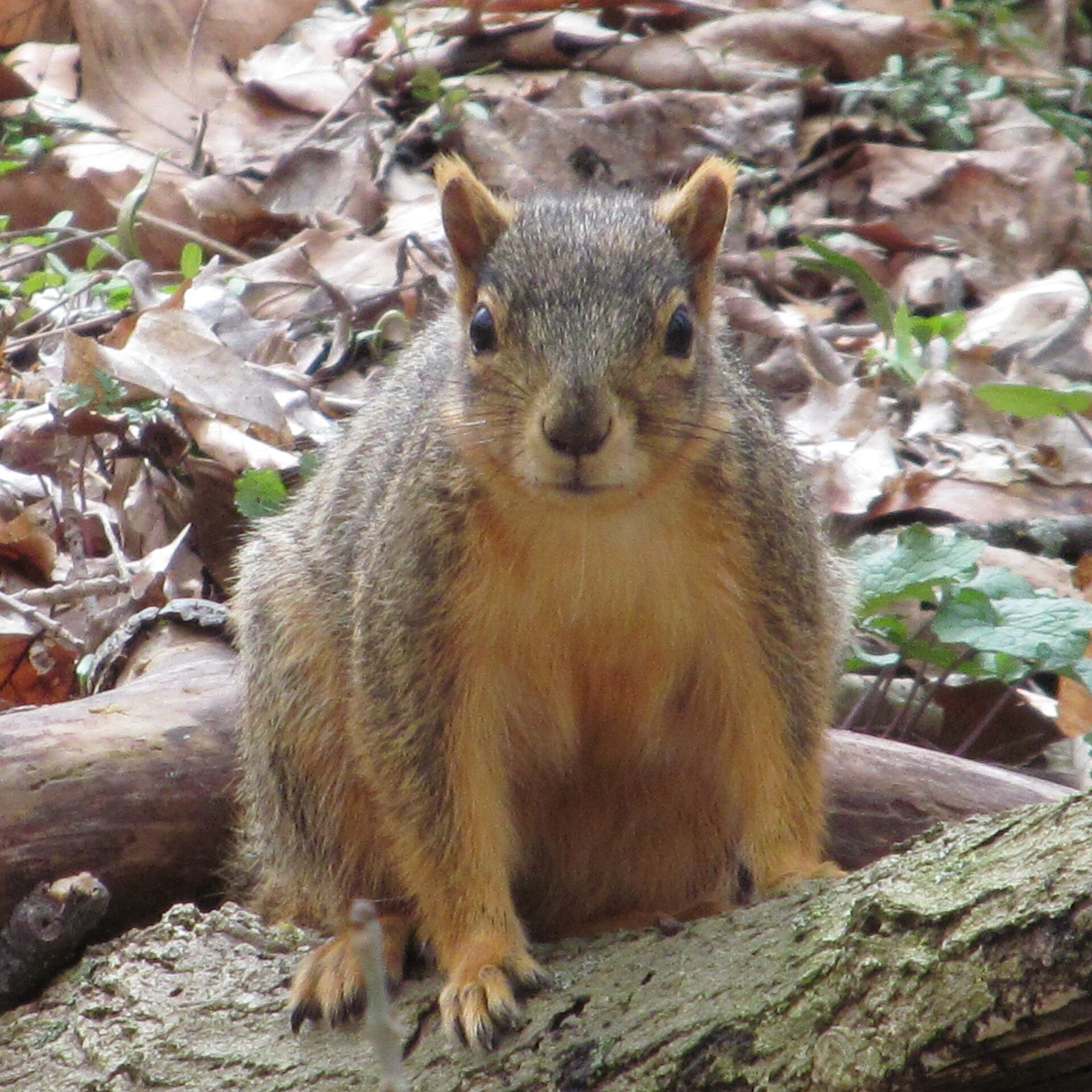 Fox Squirrel (Sciurus niger)