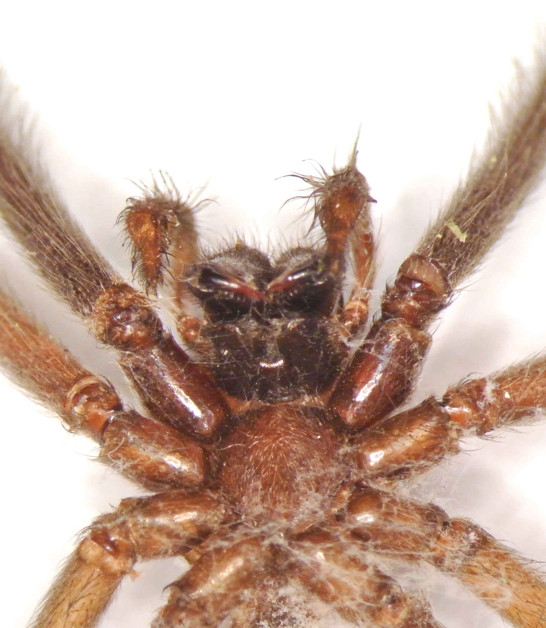 Funnel Weaver (Agelenidae)