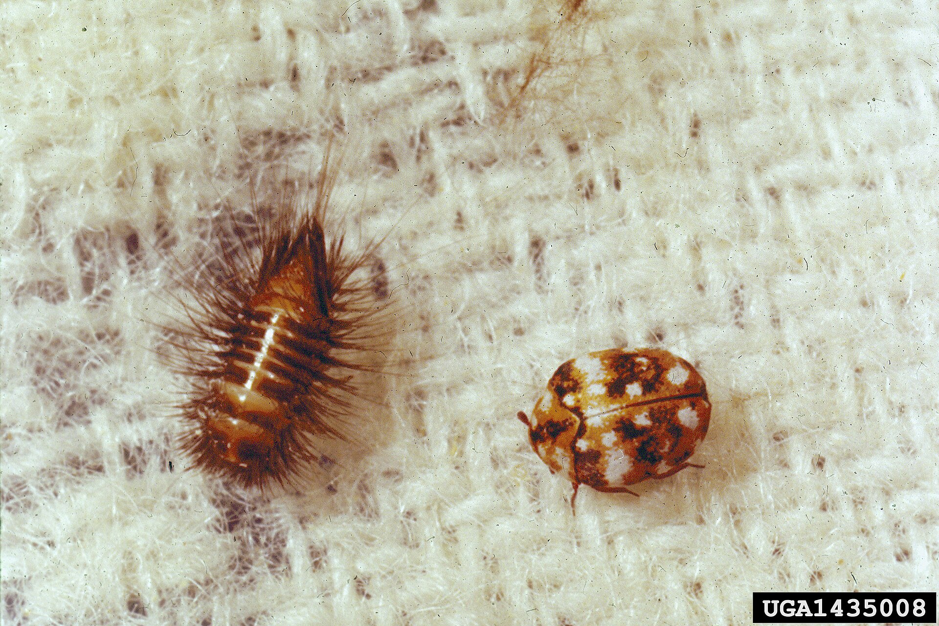 Furniture Carpet Beetle (Anthrenus flavipes)
