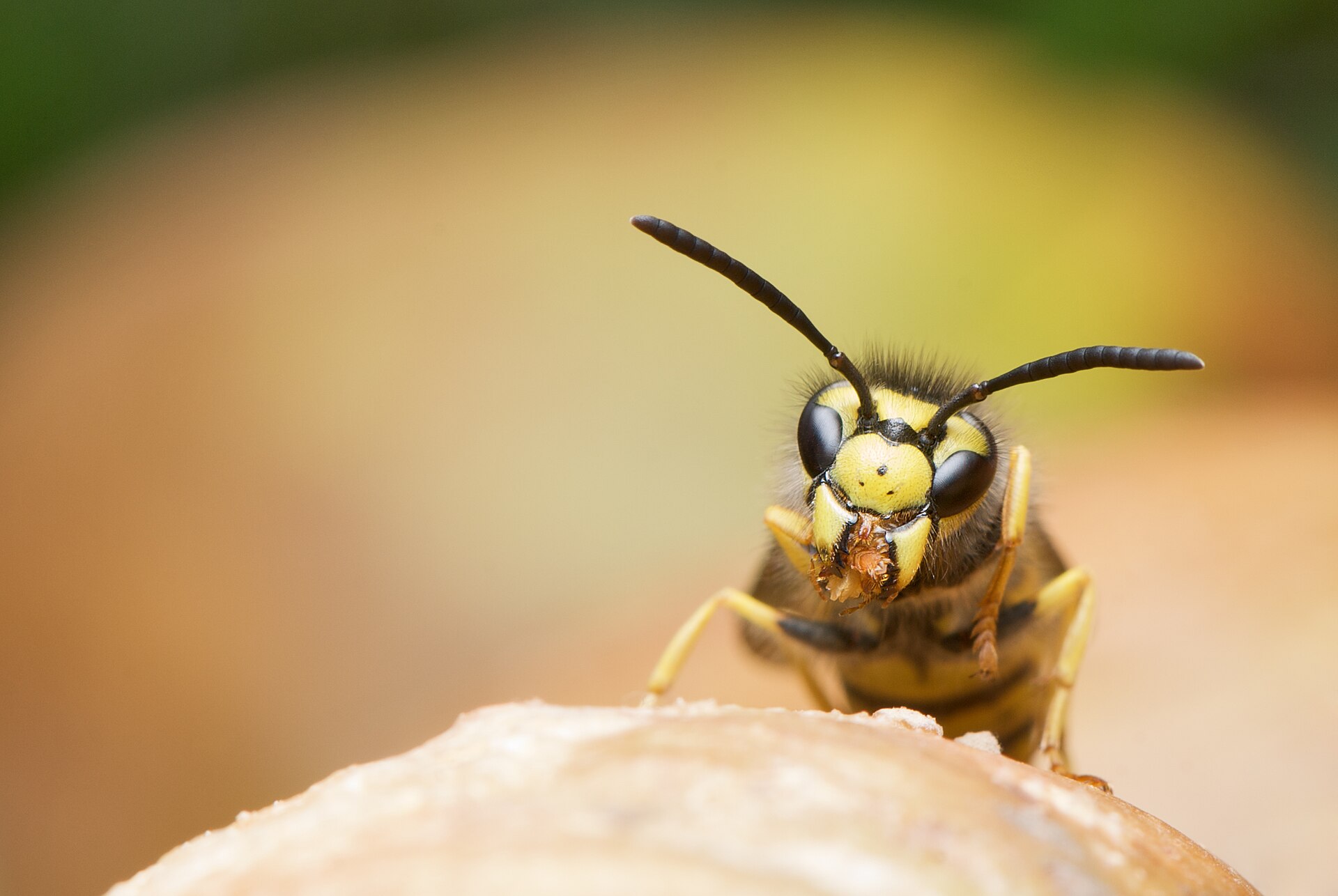German Yellowjacket (Vespula germanica)