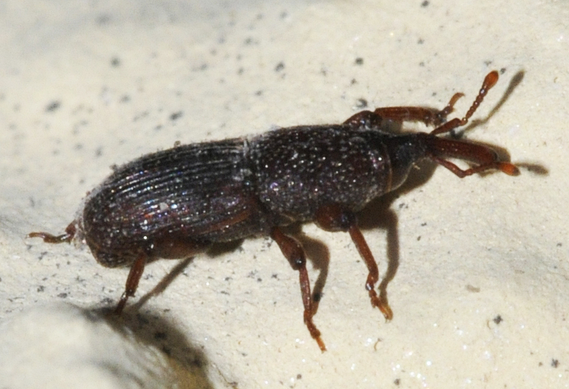 Granary Weevil (Sitophilus granarius)