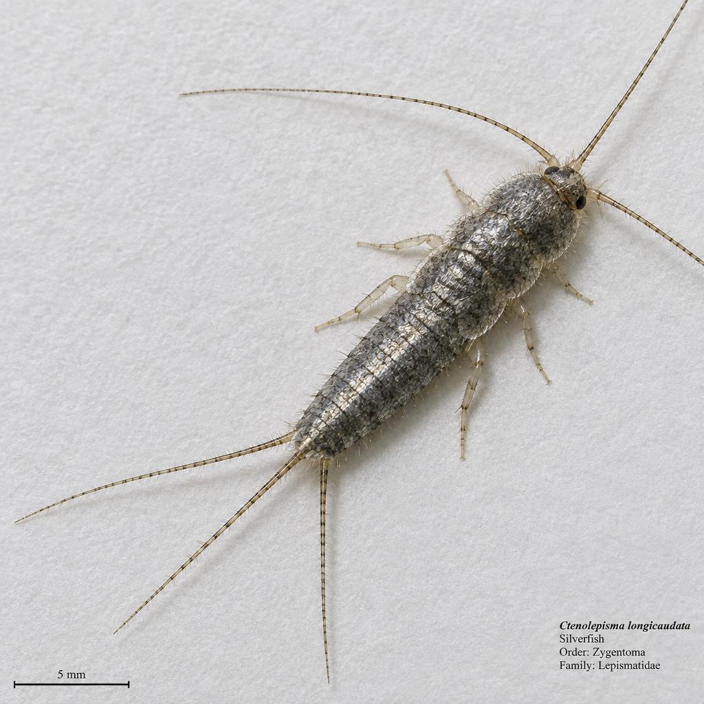 Gray Silverfish (Ctenolepisma longicaudata)
