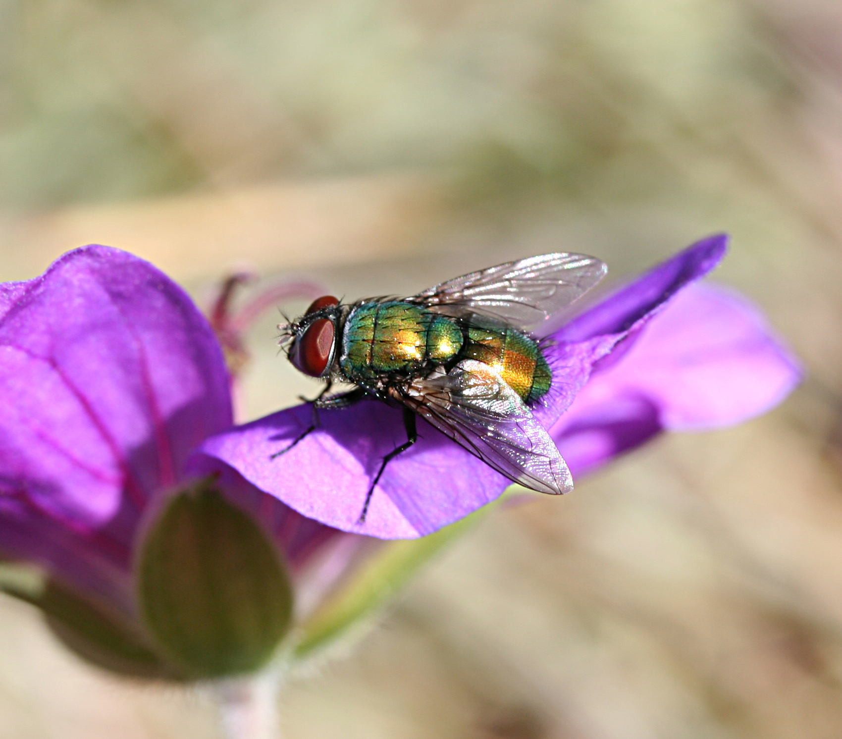 Green Bottle Fly (Lucilia sericata)