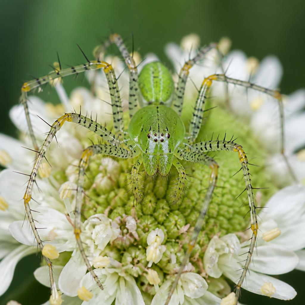 Green Lynx Spider (Peucetia viridans)