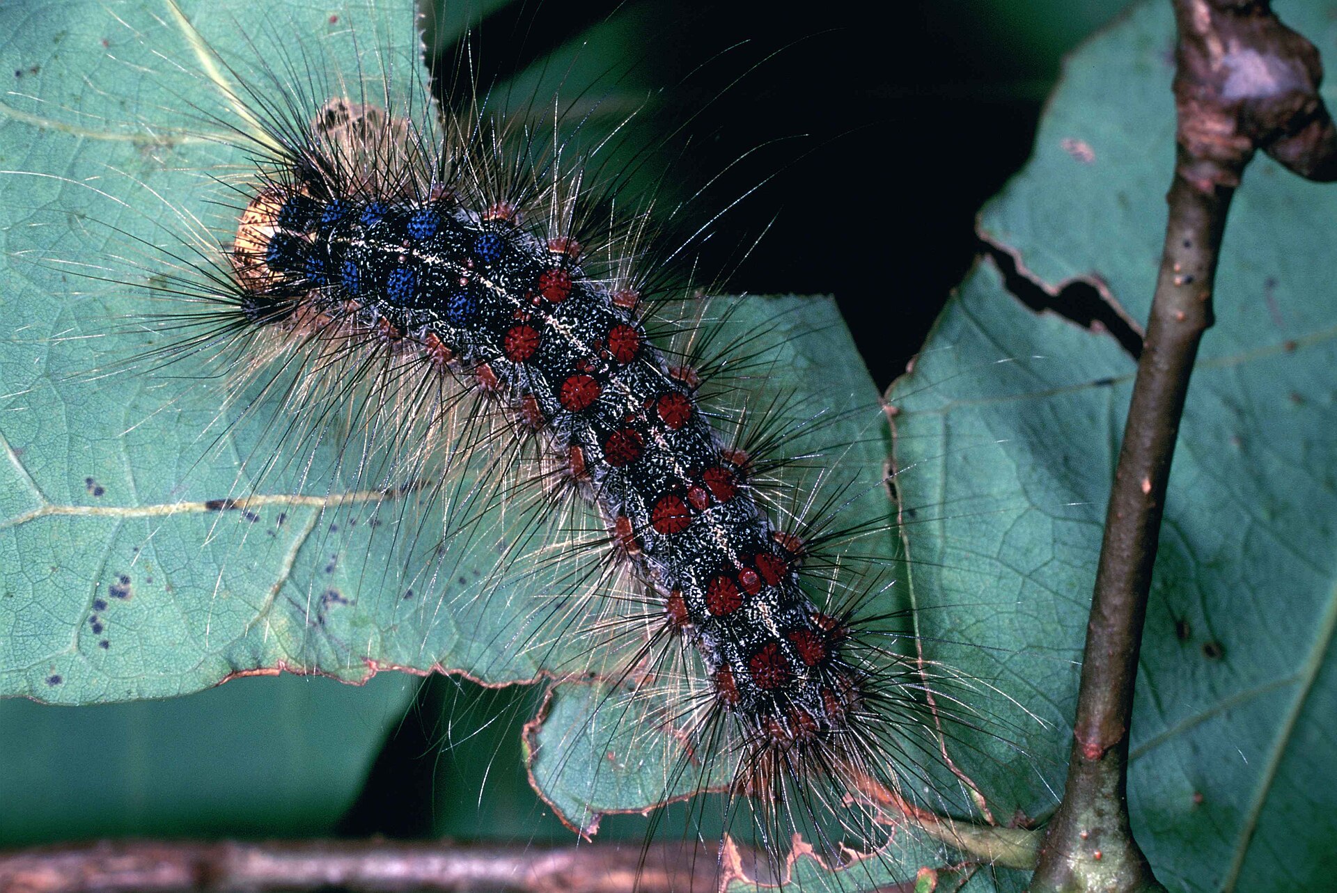 Spongy (Gypsy) Moth (Lymantria dispar)