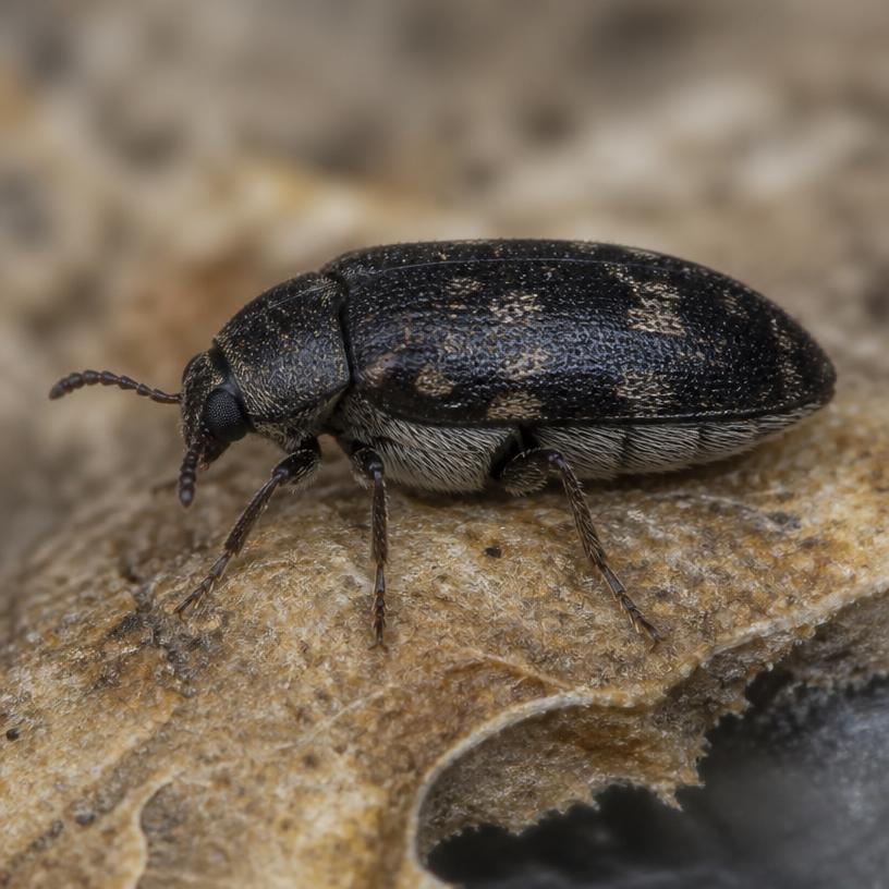 Hide Beetle (Dermestes maculatus)