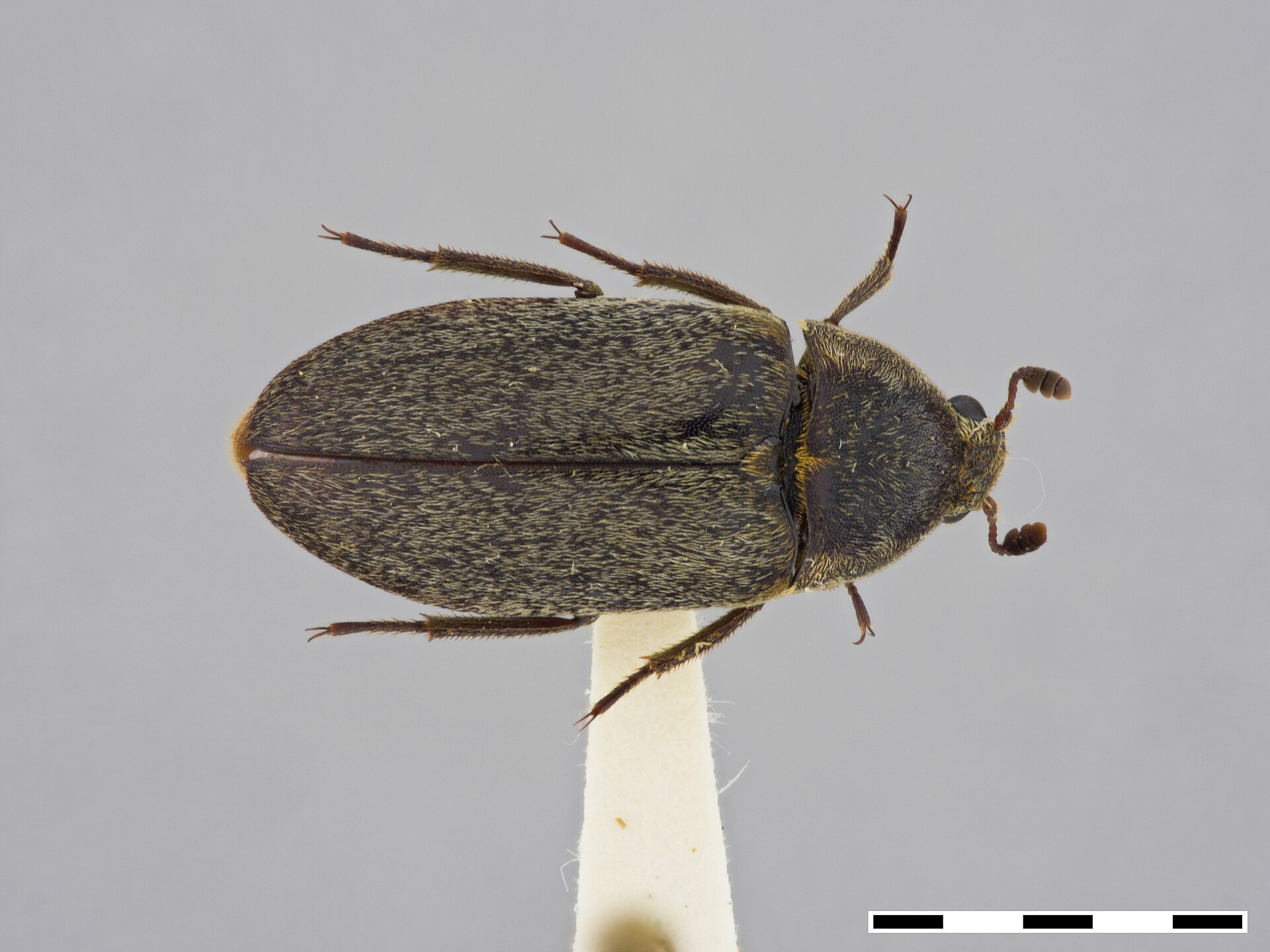 Hide Beetle (Dermestes maculatus)