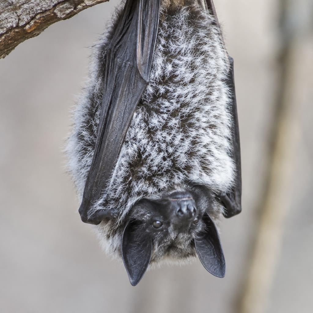Hoary Bat (Lasiurus cinereus)