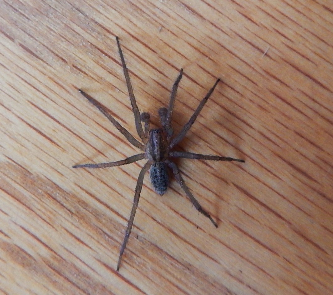 Hobo Spider (Eratigena agrestis)