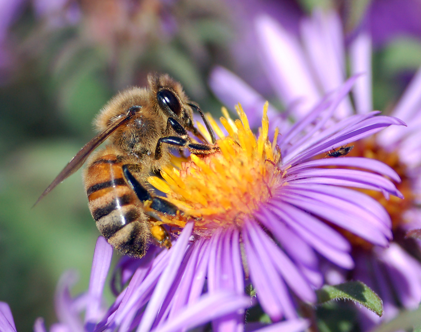 Honey Bee (Apis mellifera)