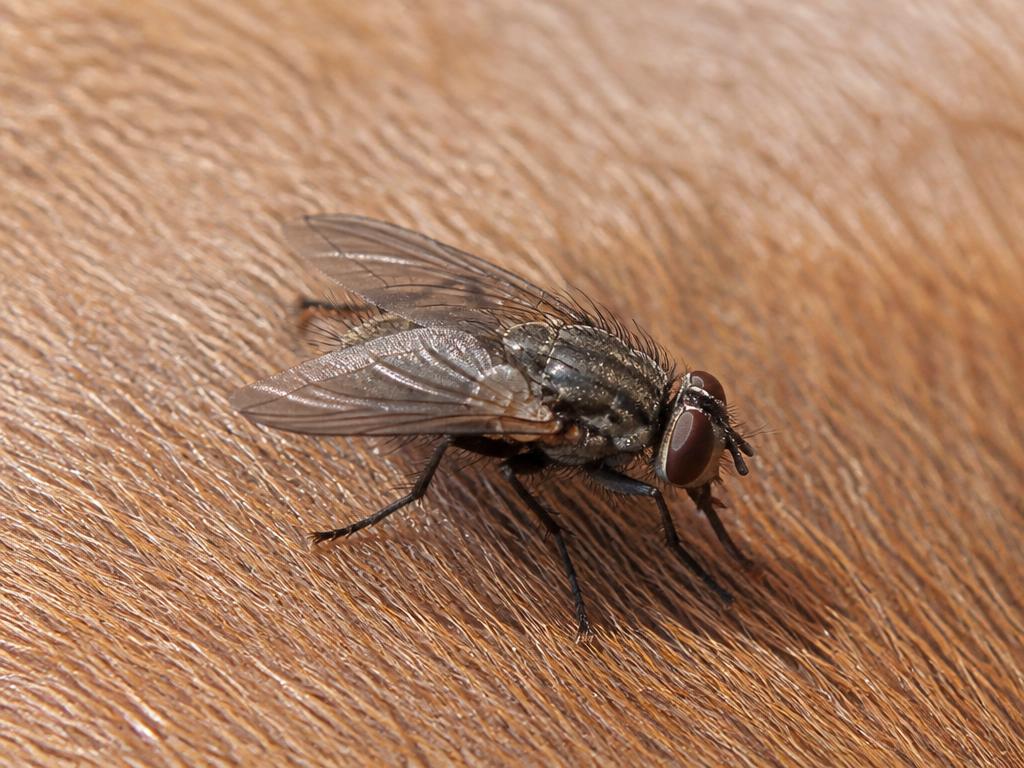 Horn Fly (Haematobia irritans)