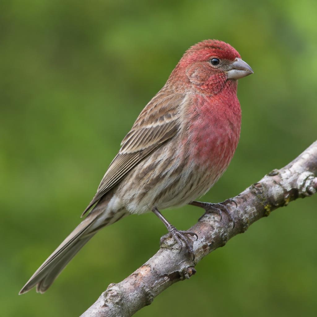 House Finch (Haemorhous mexicanus)