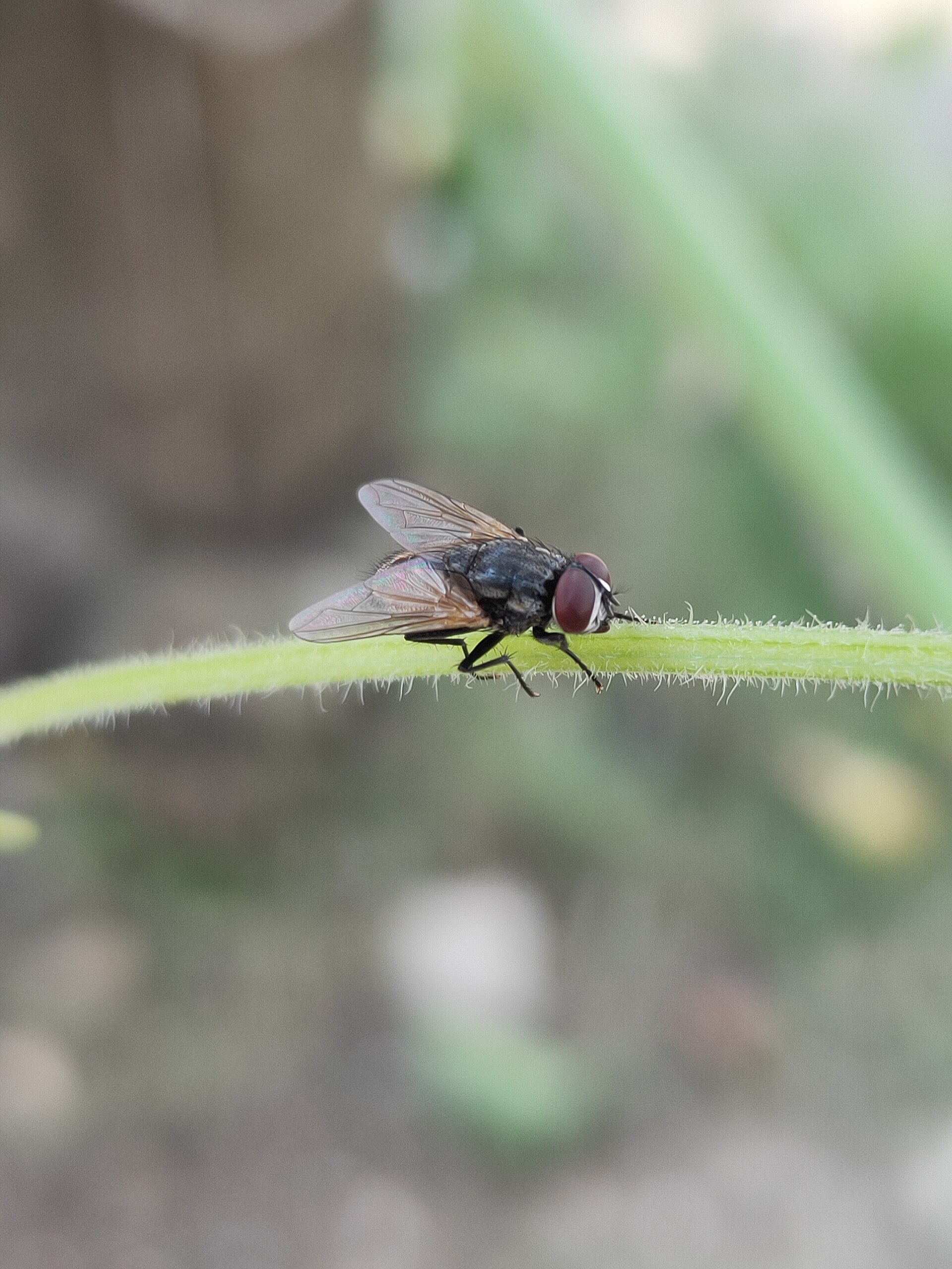 House Fly (Musca domestica)
