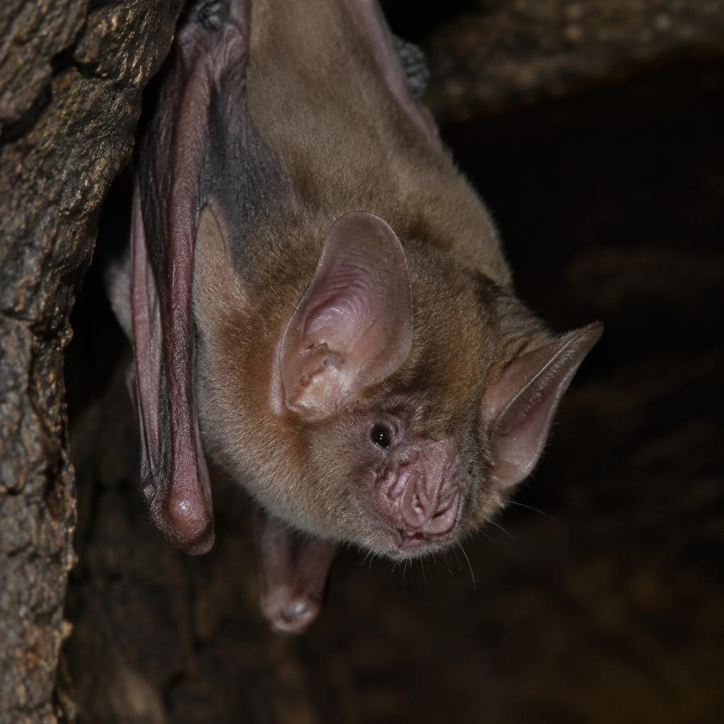 Indiana Bat (Myotis sodalis)