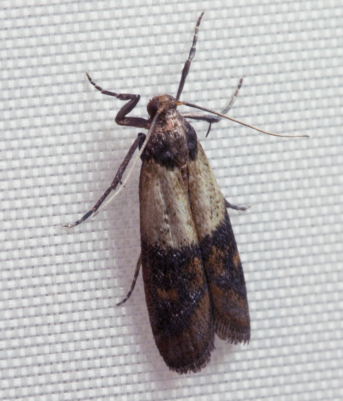 Indianmeal Moth (Plodia interpunctella)