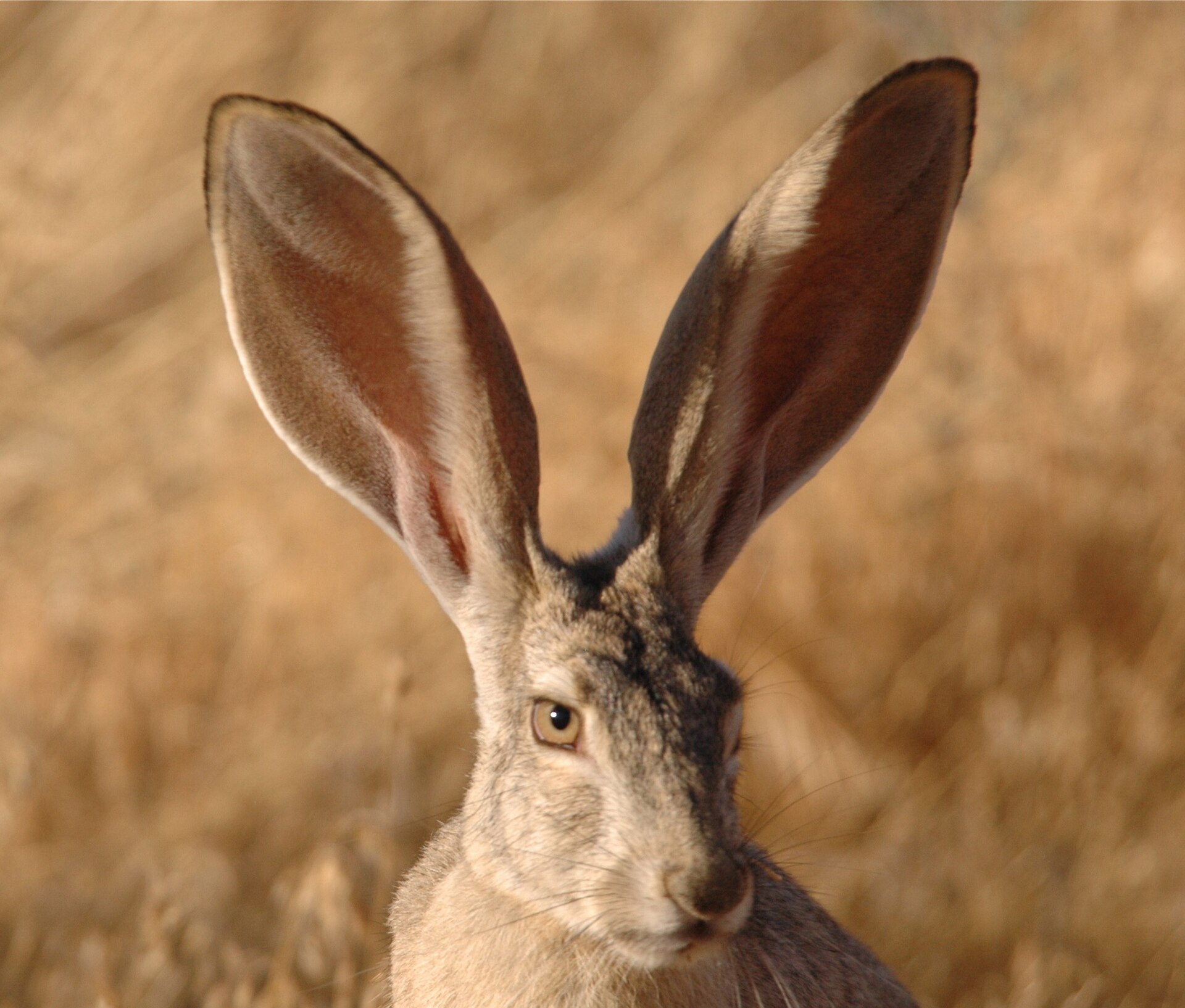Black-tailed Jackrabbit (Lepus californicus)
