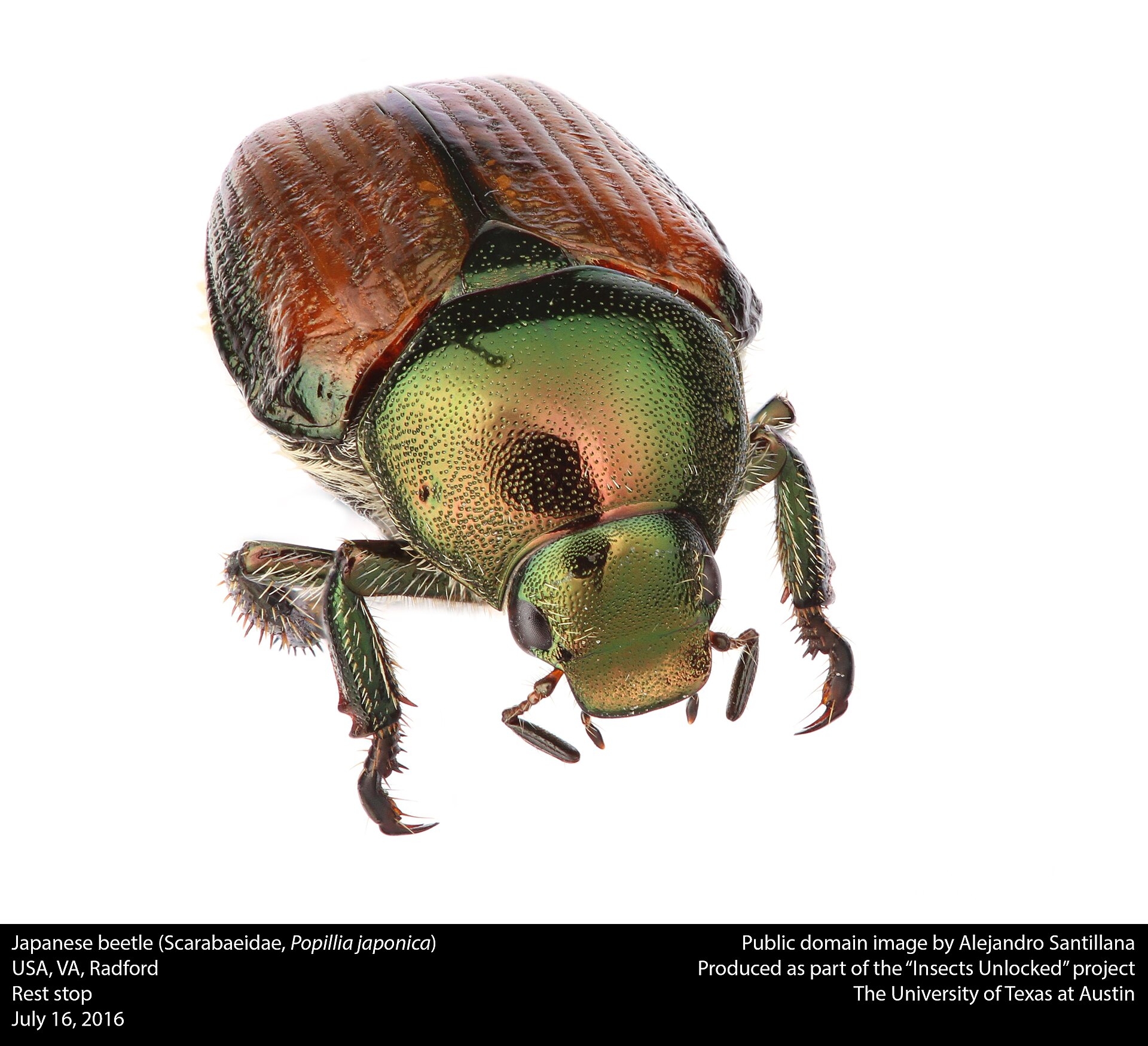 Japanese Beetle (Popillia japonica)