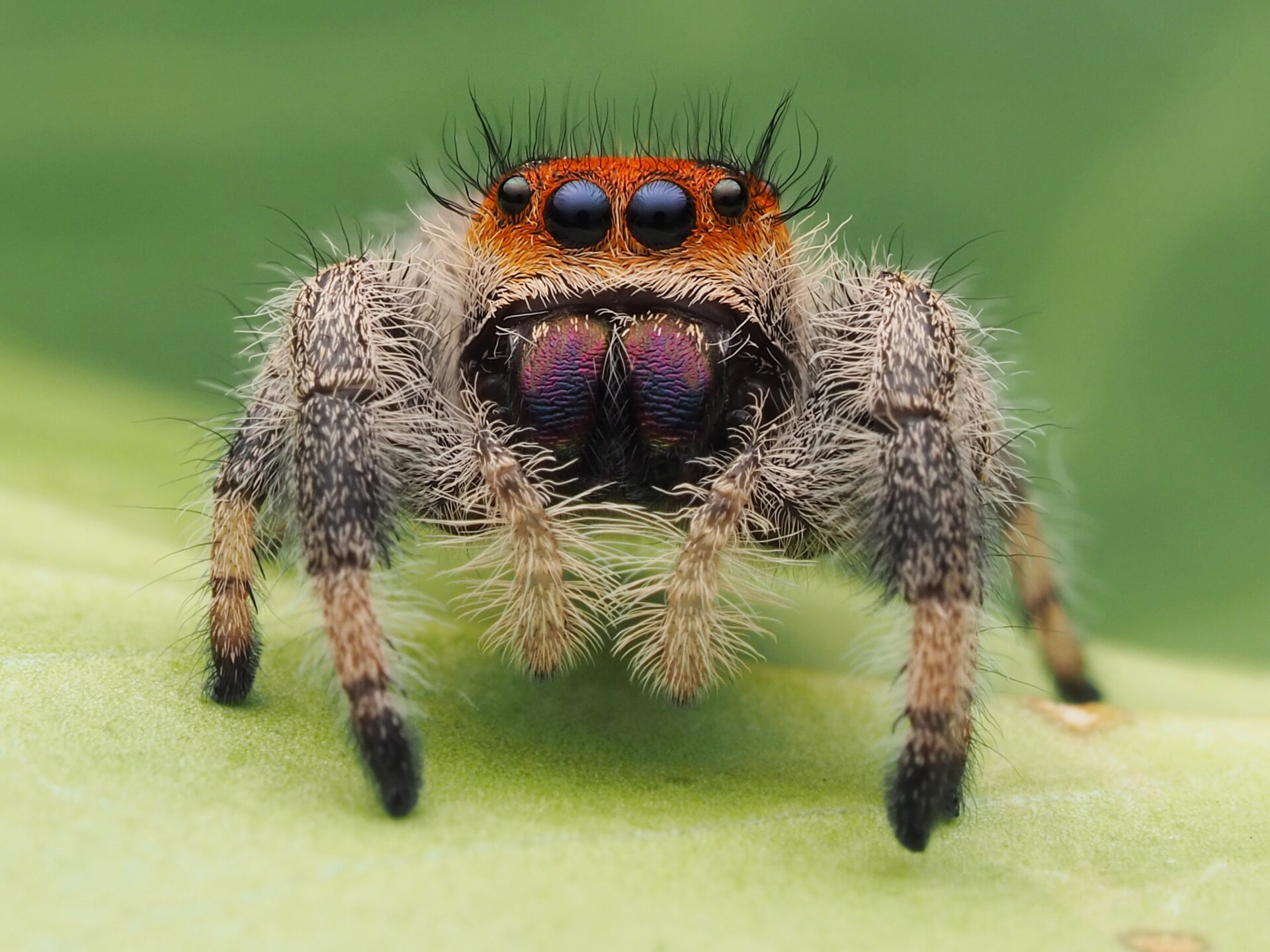Jumping Spider (Salticidae)