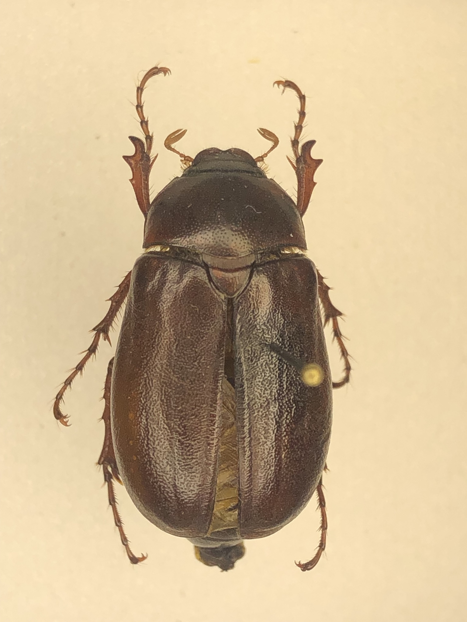 June Beetle (Phyllophaga)
