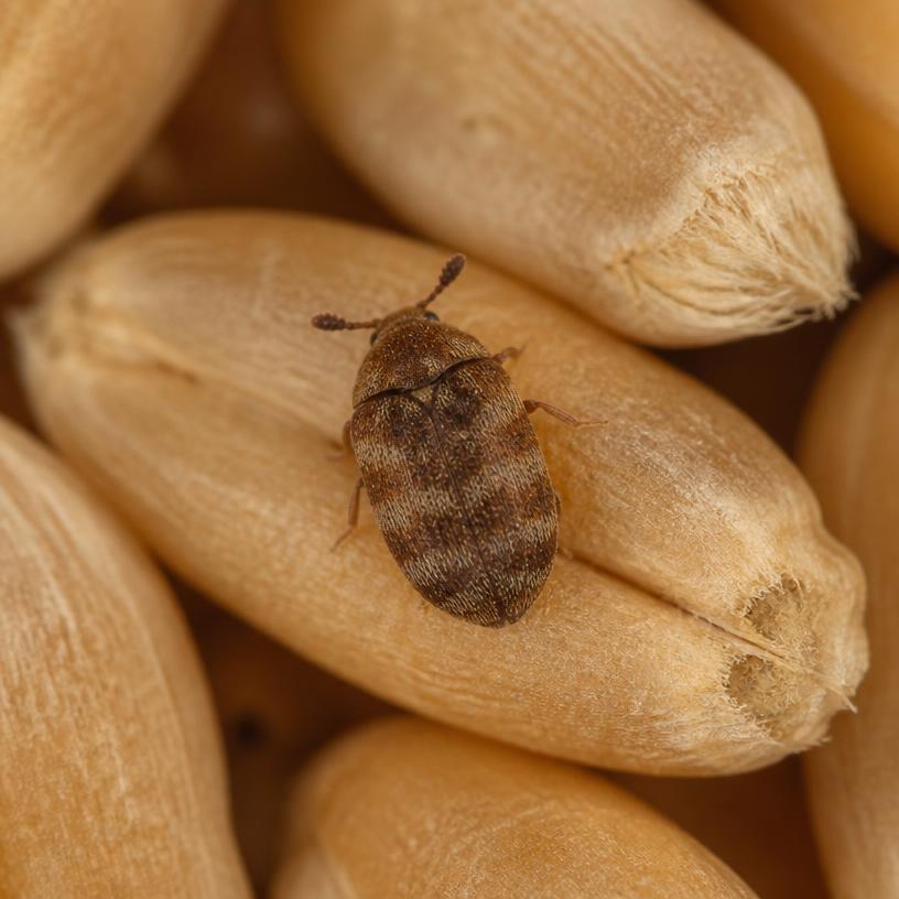 Khapra Beetle (Trogoderma granarium)