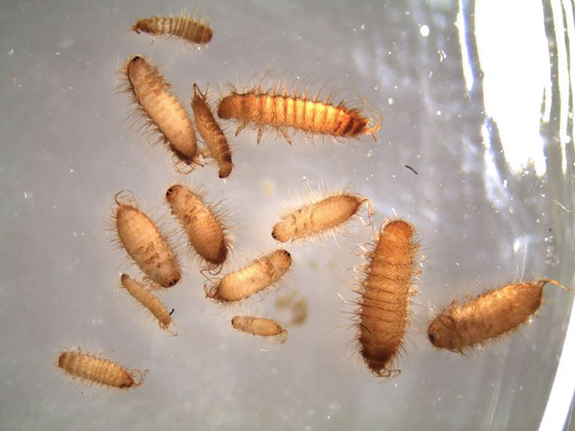 Khapra Beetle (Trogoderma granarium)