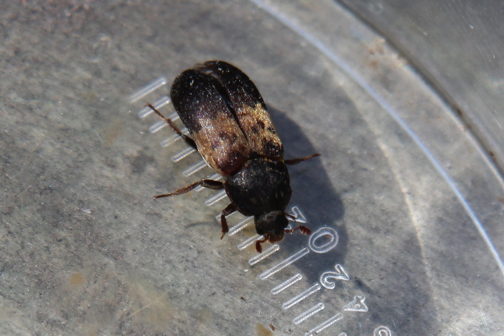 Larder Beetle (Dermestes lardarius)