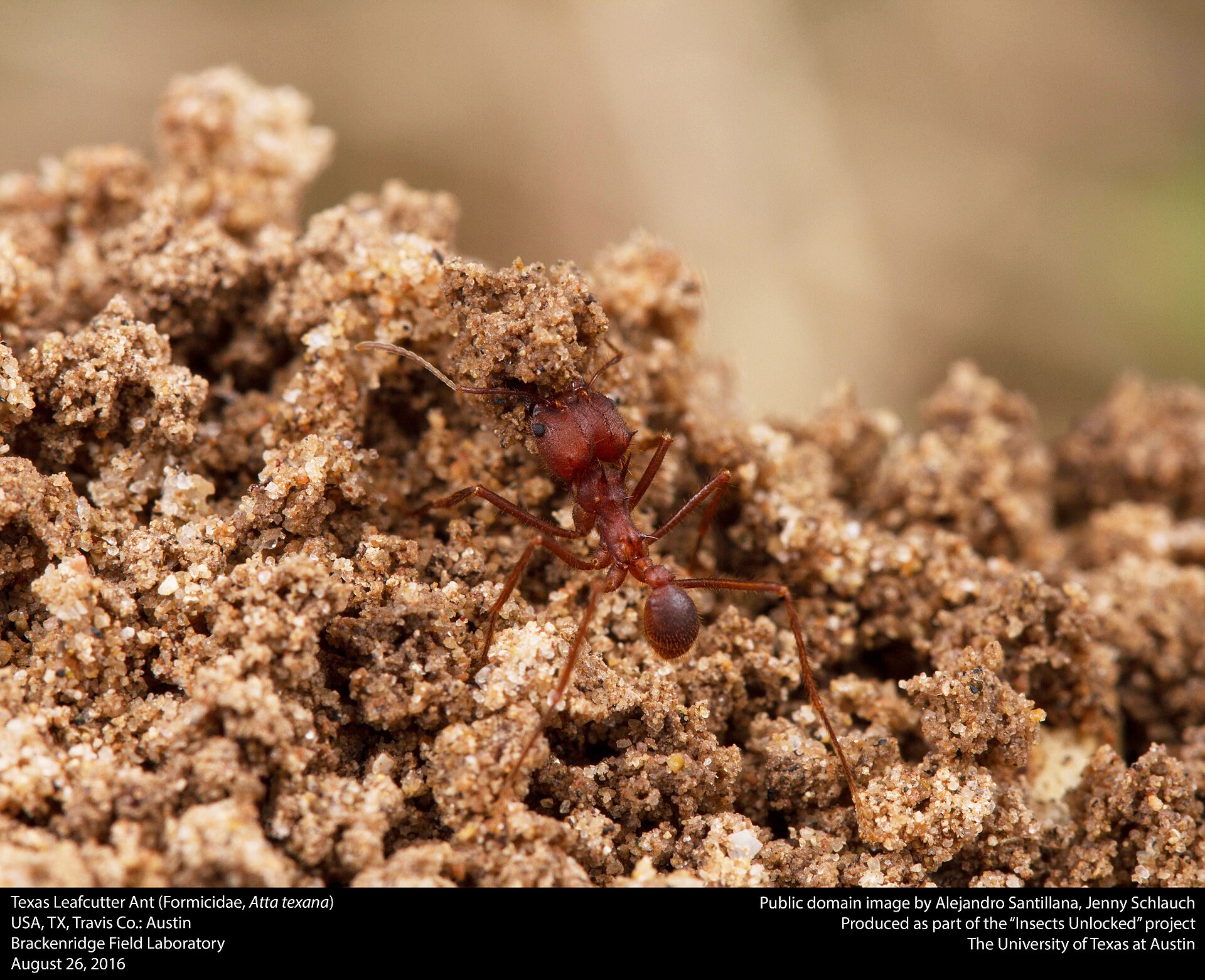 Leafcutter Ant (Atta texana)