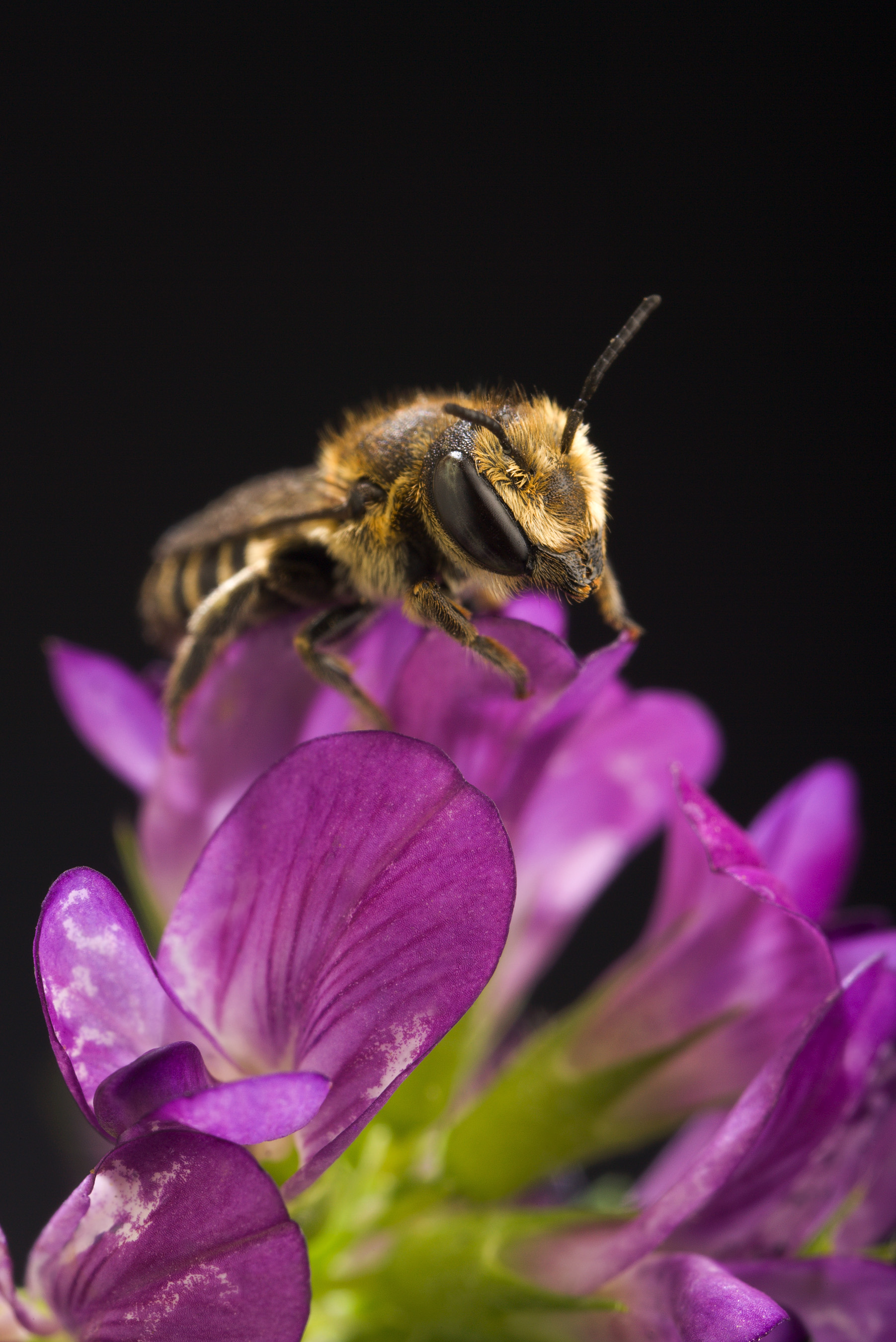 Leafcutter Bee (Megachile rotundata)
