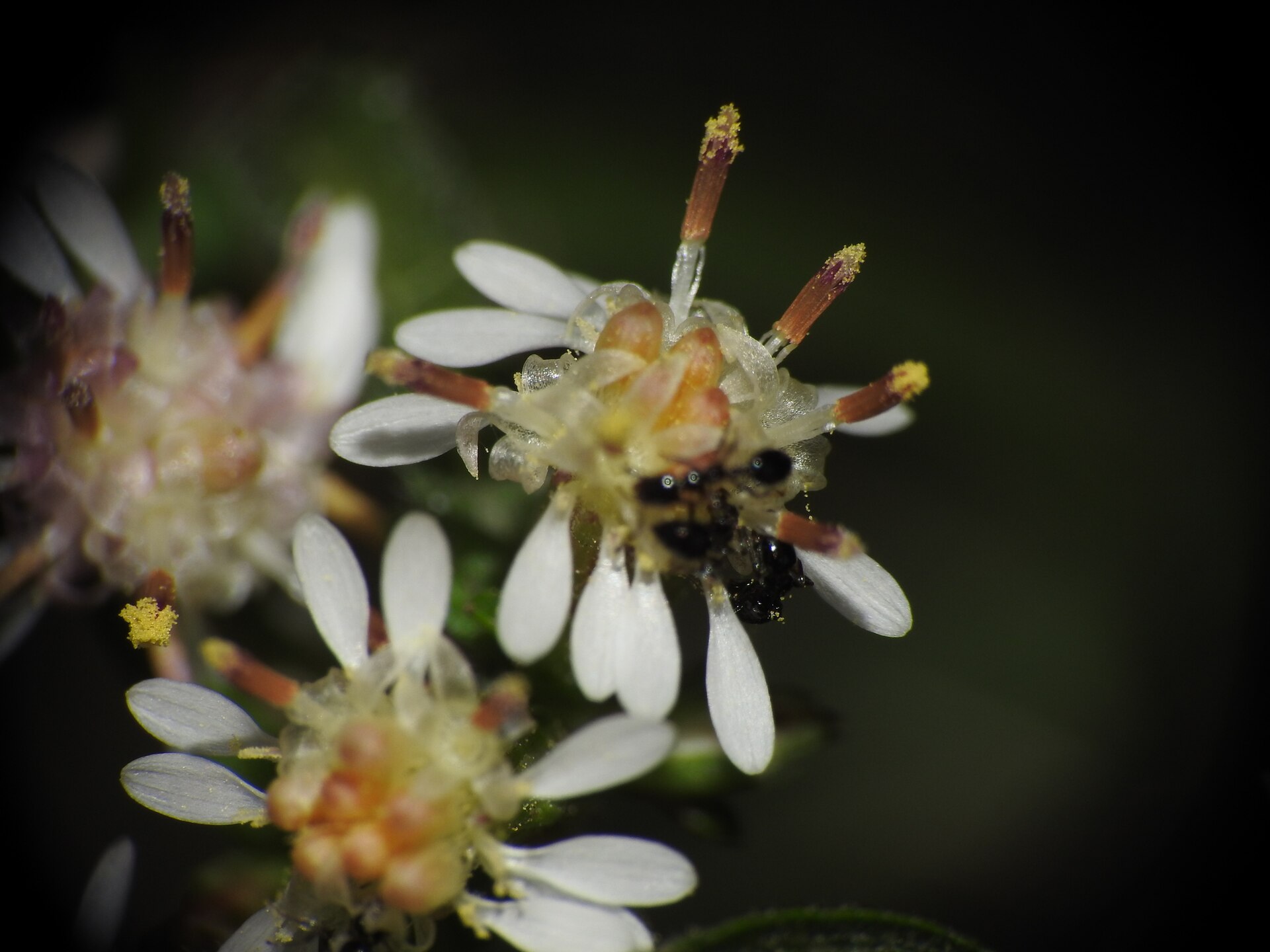 Little Black Ant (Monomorium minimum)