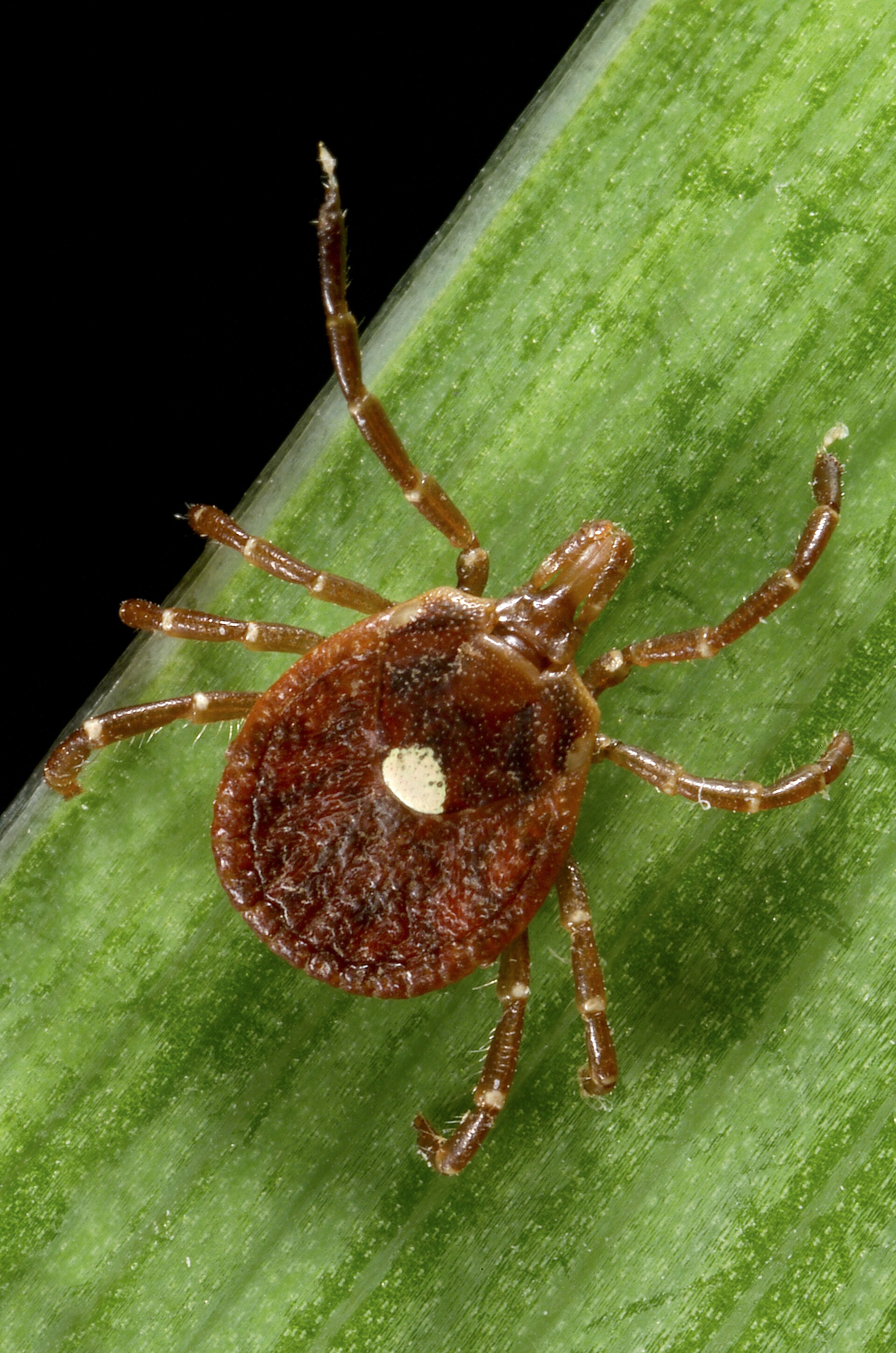 Lone Star Tick (Amblyomma americanum)